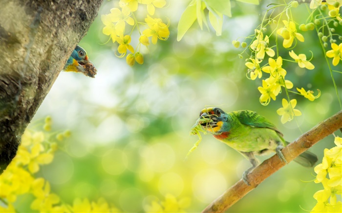 Oiseau capture d'insectes, fleurs, arbre Fonds d'écran, image