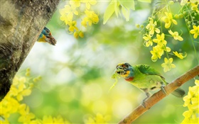 Oiseau capture d'insectes, fleurs, arbre