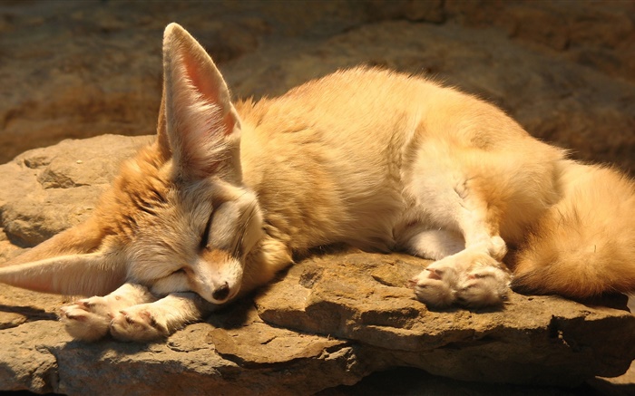 sommeil mignon de renard, rochers Fonds d'écran, image