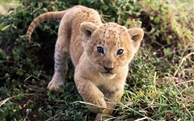 petit lion mignon dans l'herbe