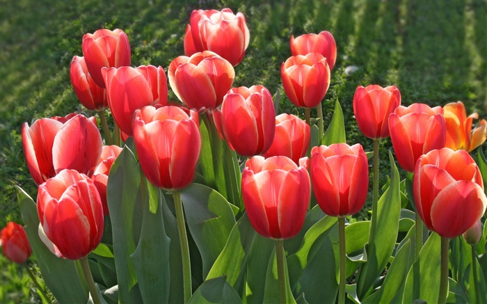 fleurs de jardin, tulipes rouges Fonds d'écran, image