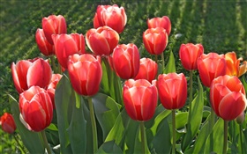 fleurs de jardin, tulipes rouges HD Fonds d'écran