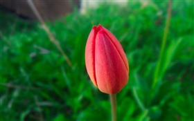 Une tulipe rouge, fond vert HD Fonds d'écran