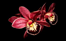 fleur d'orchidée rose close-up, fond noir