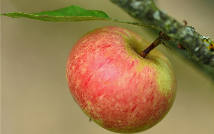 Pomme rouge, branche, arbre Fonds d'écran, image