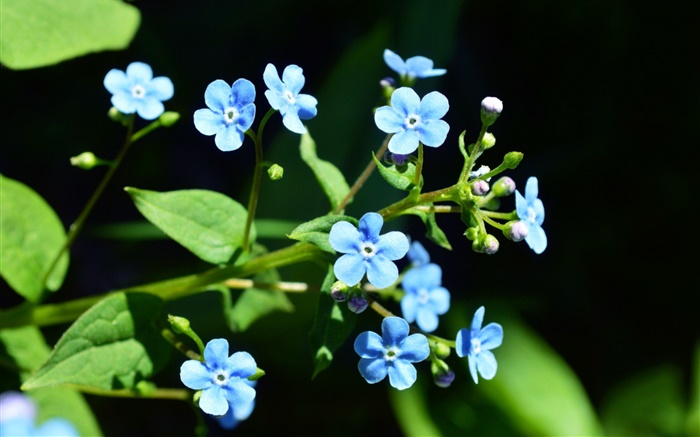 Petites fleurs bleues, fond noir Fonds d'écran, image