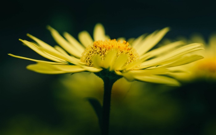 Fleur jaune et pétales Fonds d'écran, image