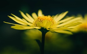 Fleur jaune et pétales
