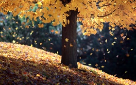 Automne, unique, arbre, jaune, feuilles