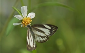 Papillon noir et fleur blanche