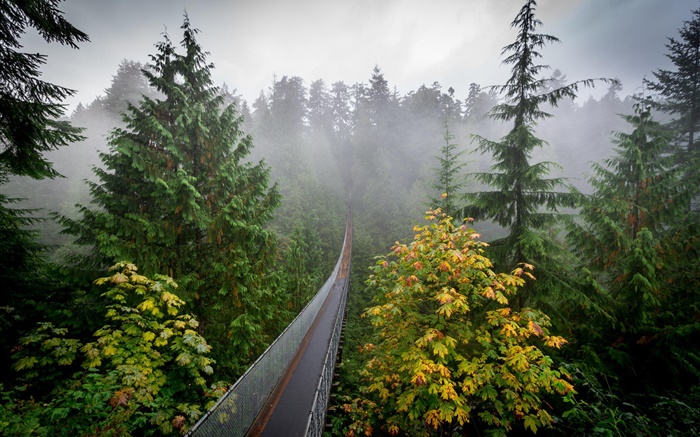 Forêt du matin, arbres, brouillard, pont suspendu Fonds d'écran, image
