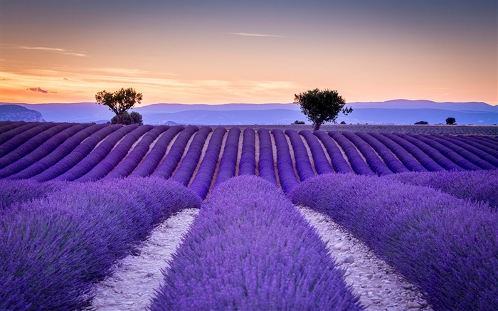 France, Provence, champs de lavande, arbres, style violet Fonds d'écran, image