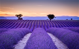 France, Provence, champs de lavande, arbres, style violet