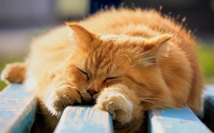 Chat en peluche dans le sommeil Fonds d'écran, image