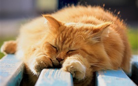 Chat en peluche dans le sommeil