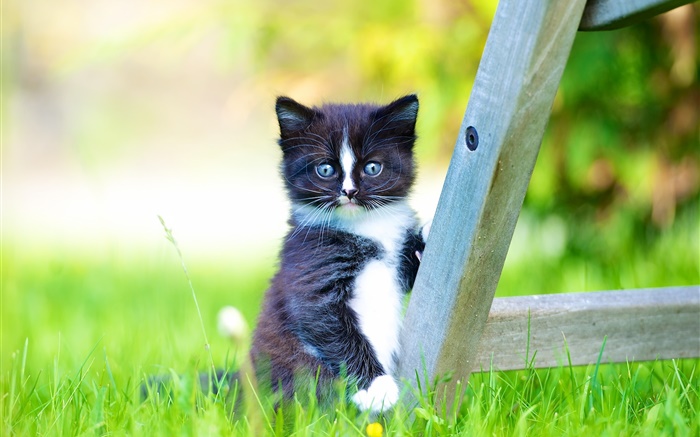 Furry animal de compagnie, chaton noir dans la pelouse Fonds d'écran, image