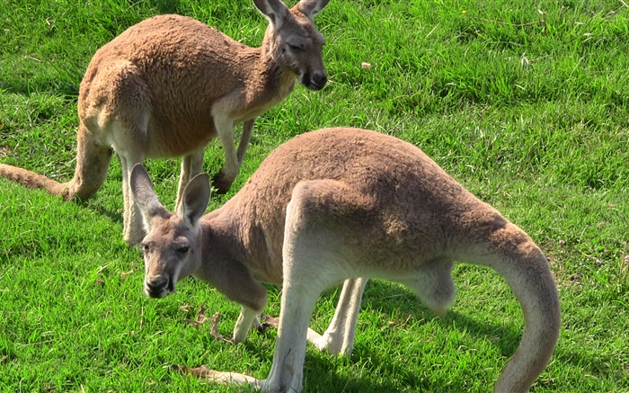 Kangourous dans l'herbe Fonds d'écran, image