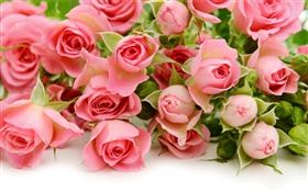 Beaucoup, rose, rose, fleurs HD Fonds d'écran