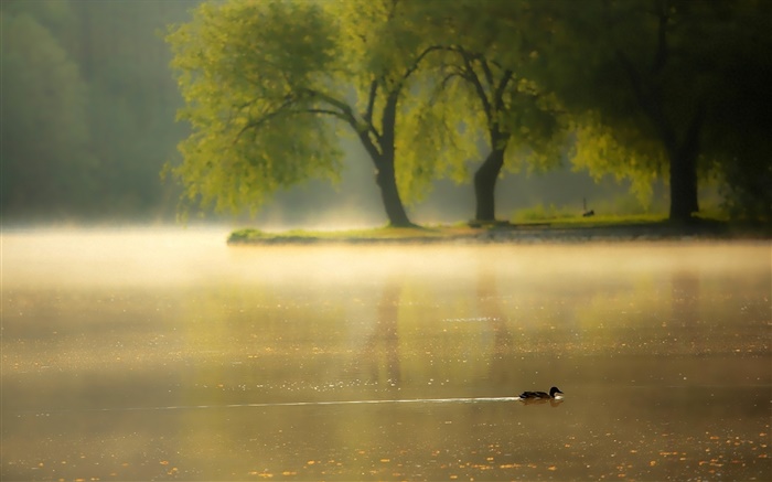 Matin, brouillard, arbres, rivière, canard Fonds d'écran, image