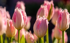Rose, tulipes, fleurs, macro, photographie, ressort