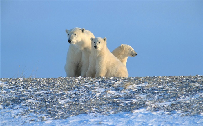 Ours polaires, ciel bleu Fonds d'écran, image