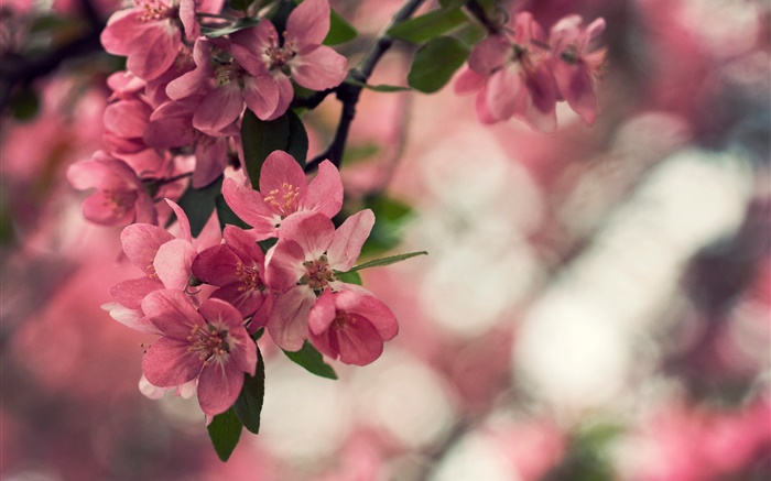 Printemps, fleurs roses, arbre, bokeh Fonds d'écran, image