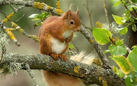Écureuil, arbre, feuilles, brindilles HD Fonds d'écran