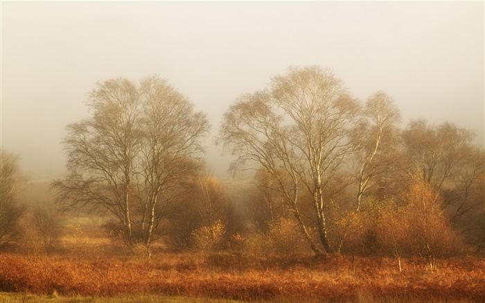 Arbres, automne, brouillard, matin Fonds d'écran, image