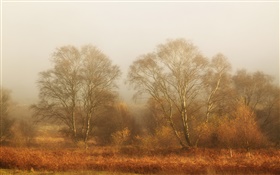 Arbres, automne, brouillard, matin