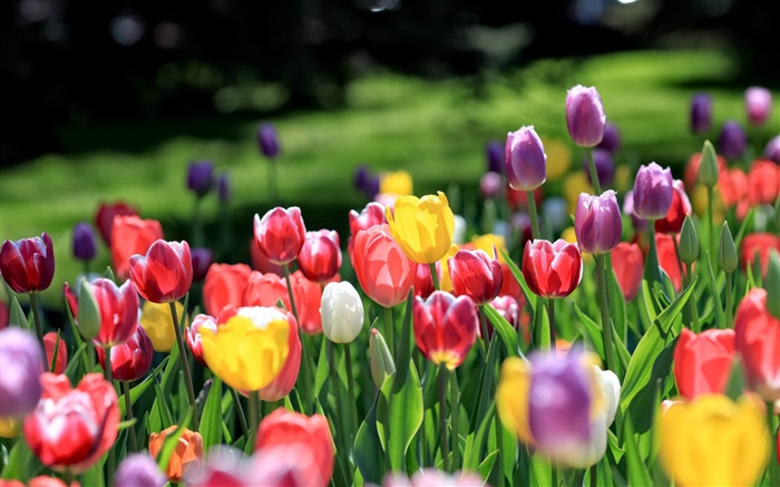 Jardin des tulipes, rouge jaune violet rose fleurs blanches Fonds d'écran, image