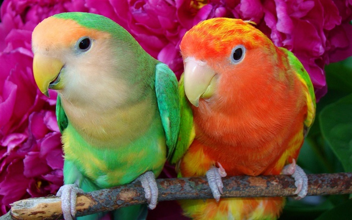 Deux, coloré, plumes, perroquets Fonds d'écran, image