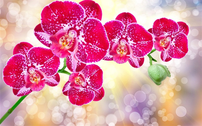 Magnifiques fleurs roses, phalaenopsis Fonds d'écran, image