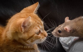 Chat et souris face à face