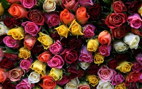 Beaucoup de fleurs roses, de différentes couleurs