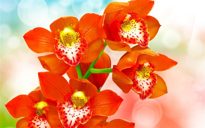 Orchidée de pétales orange Fonds d'écran, image