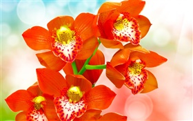 Orchidée de pétales orange HD Fonds d'écran