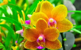Orange, phalaenopsis, orchidée, feuilles