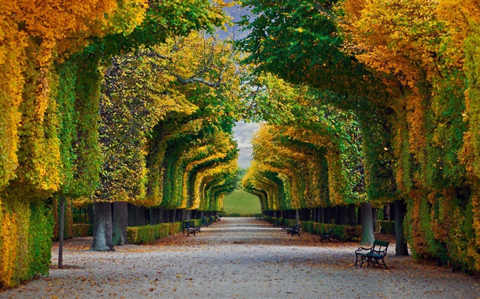 Parc, arbres, route, banc, automne Fonds d'écran, image