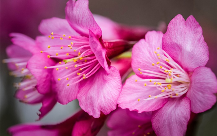 Fleurs roses macro photographie, pistil Fonds d'écran, image