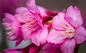 Fleurs roses macro photographie, pistil HD Fonds d'écran