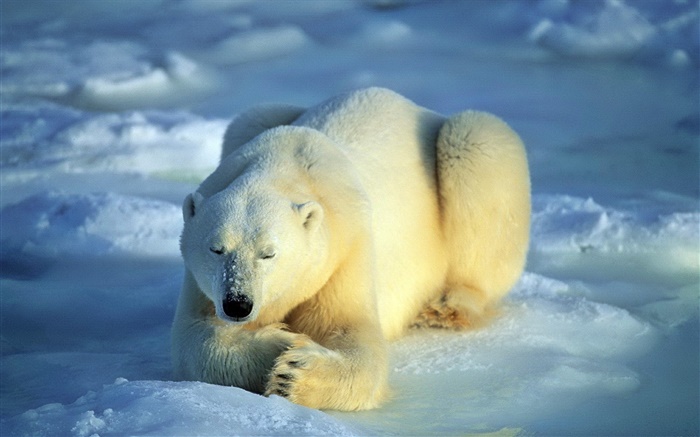 Ours polaire dans le sommeil Fonds d'écran, image
