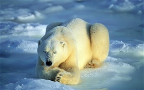Ours polaire dans le sommeil