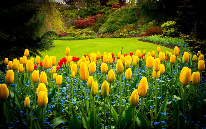 Queen Elizabeth Park, Canada, tulipes jaunes, pelouse Fonds d'écran, image