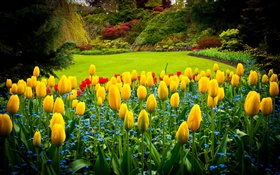 Queen Elizabeth Park, Canada, tulipes jaunes, pelouse HD Fonds d'écran