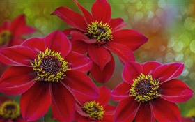 Fleurs rouges macro photographie, pétales, pistil