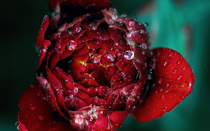 Rouge, rose, fleur, gros plan, rosée Fonds d'écran, image