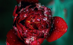 Rouge, rose, fleur, gros plan, rosée