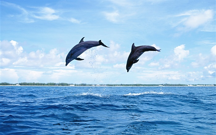 Mer, animaux, dauphins, Sauter Fonds d'écran, image