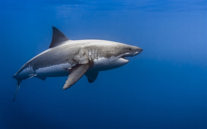 Requin, mer bleue Fonds d'écran, image