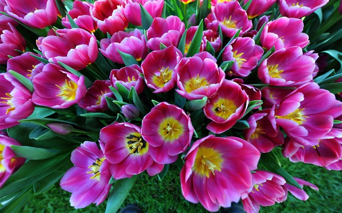 Fleurs de printemps, tulipes mauves Fonds d'écran, image